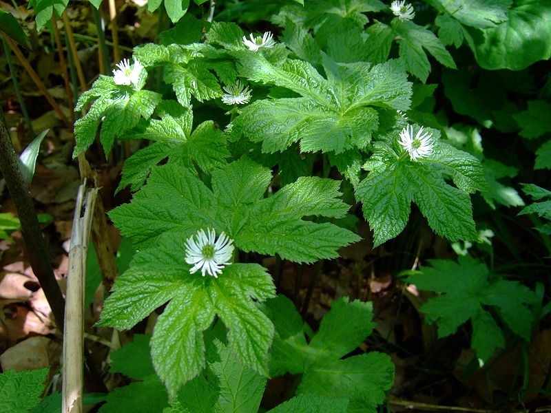 Goldenseal Root