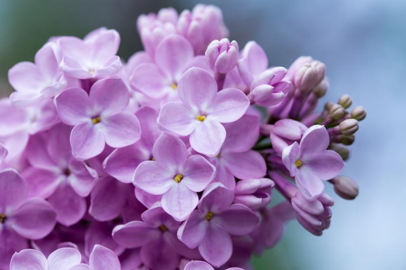 Lilac: A Herald of Spring