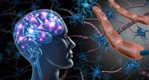  Nervous System Formulas