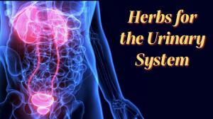 Herbs for the Urinary System