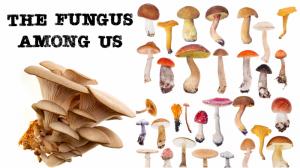  The Fungus Among Us