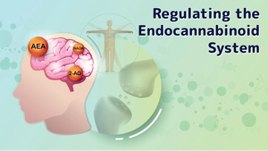 Regulating the Endocannabinoid System