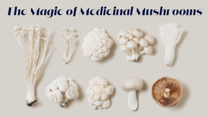 The Magic of Medicinal Mushrooms